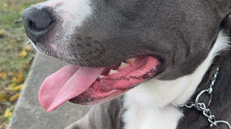 Patriots County Park & Sports Field Complex - Jackson Township, NJ