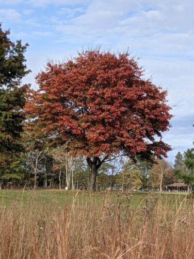 Patriots County Park & Sports Field Complex - Jackson Township, NJ