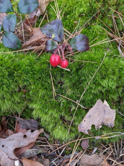 Patriots County Park & Sports Field Complex - Jackson Township, NJ