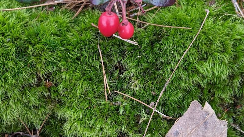 Patriots County Park & Sports Field Complex - Jackson Township, NJ