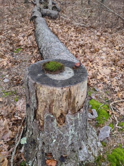 Patriots County Park & Sports Field Complex - Jackson Township, NJ