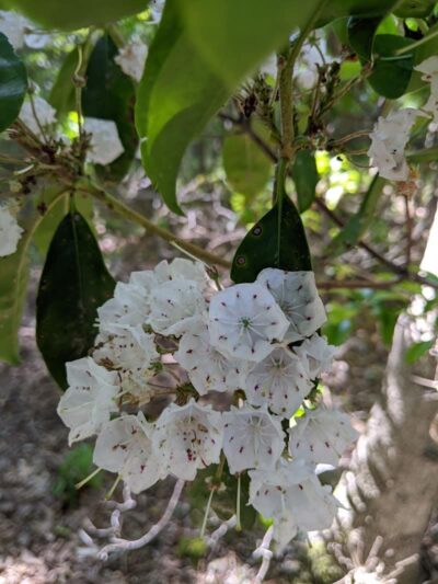 Patriots County Park & Sports Field Complex - Jackson Township, NJ