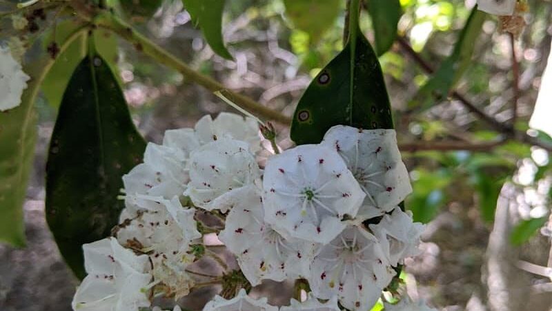 Patriots County Park & Sports Field Complex - Jackson Township, NJ