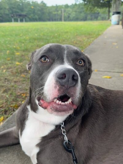 Patriots County Park & Sports Field Complex - Jackson Township, NJ