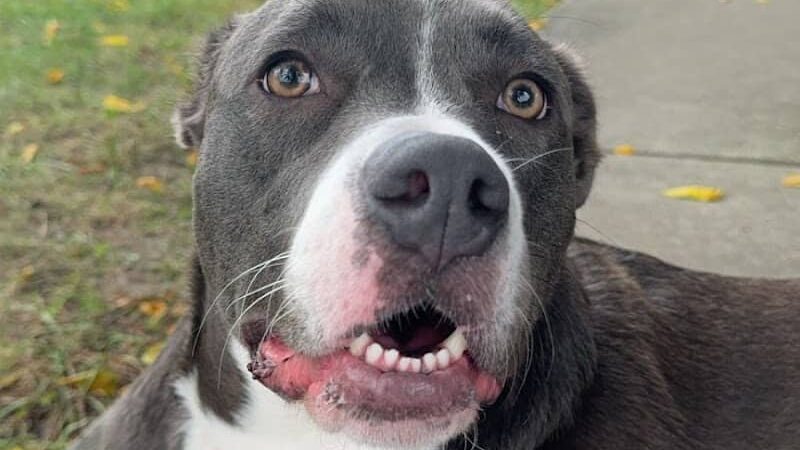 Patriots County Park & Sports Field Complex - Jackson Township, NJ