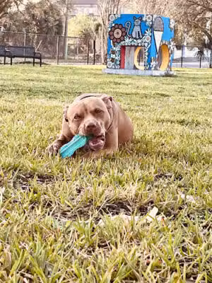 Springfield Dog Park and Playground - Jacksonville, FL