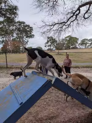Ed Austin Regional Dog Park - Jacksonville, FL