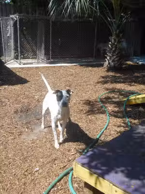 The Barking Lot - Jacksonville, FL