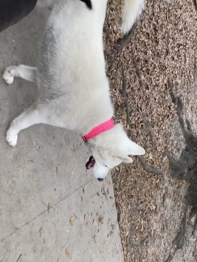 John Gorrie Dog Park of Riverside Park - Jacksonville, FL