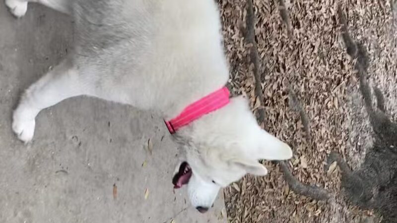 John Gorrie Dog Park of Riverside Park - Jacksonville, FL