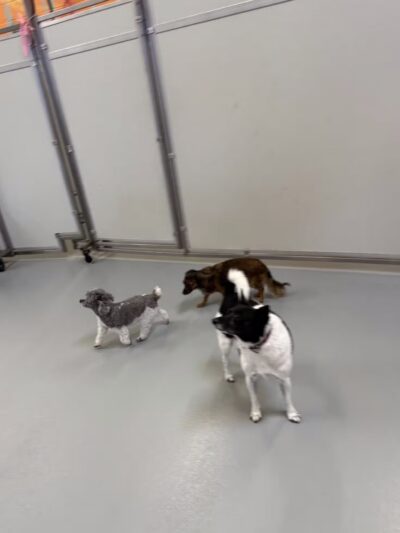 Kanine Social - Jacksonville, FL