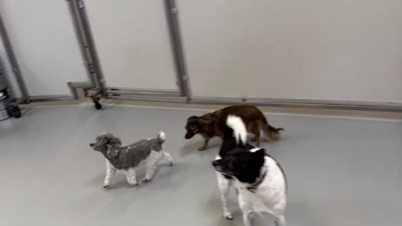 Kanine Social - Jacksonville, FL