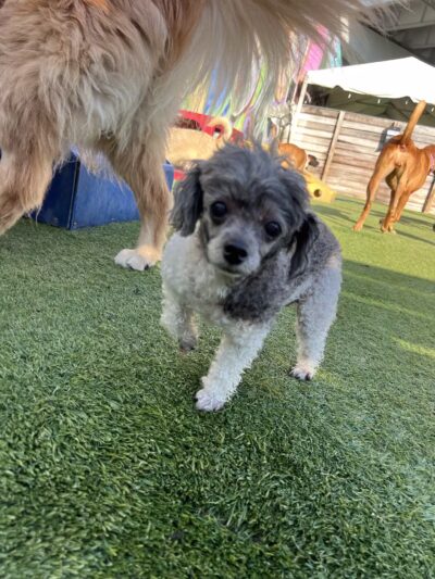 Kanine Social - Jacksonville, FL