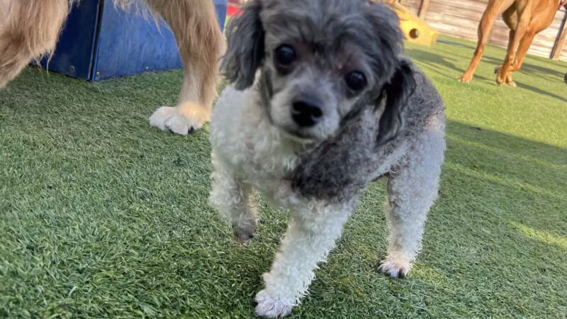 Kanine Social - Jacksonville, FL