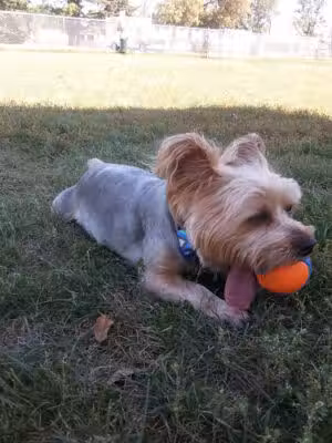 Peppers Dog Park - Jamestown, ND