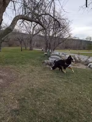 Jamesville beach off leash dog park - Jamesville, NY