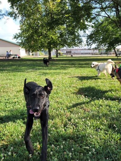 Jefferson City Large Dog Park - Jefferson City, MO