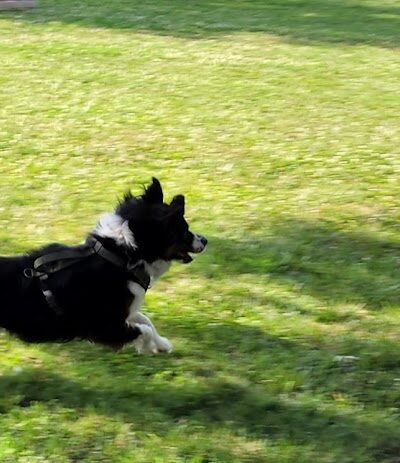 Jefferson City Large Dog Park - Jefferson City, MO