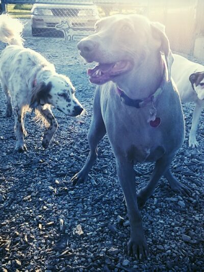 Jefferson City Large Dog Park - Jefferson City, MO