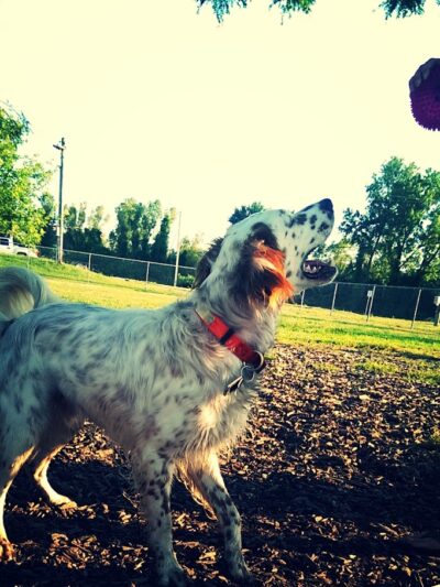 Jefferson City Large Dog Park - Jefferson City, MO