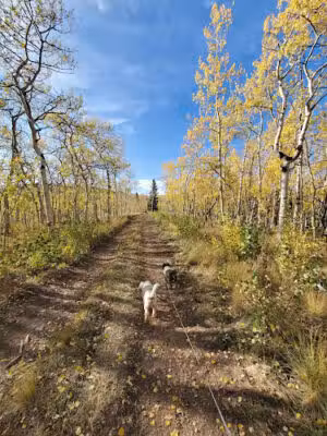 Colorado Trail Section #6 Trailhead - Jefferson, CO