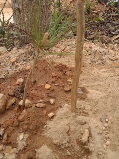 Jefferson Recreation Park - Jefferson, SC