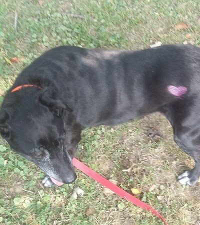 Highland Dog Park (Members Only) - Jeffersonville, IN