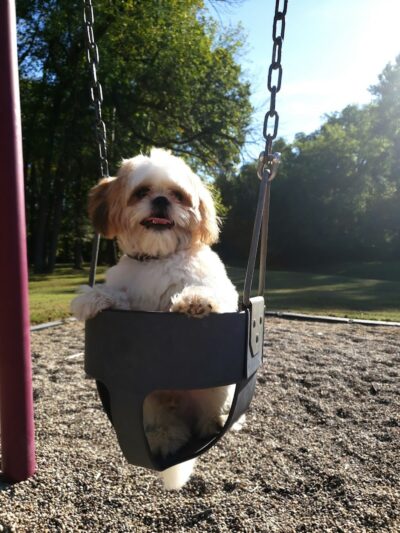Highland Dog Park (Members Only) - Jeffersonville, IN