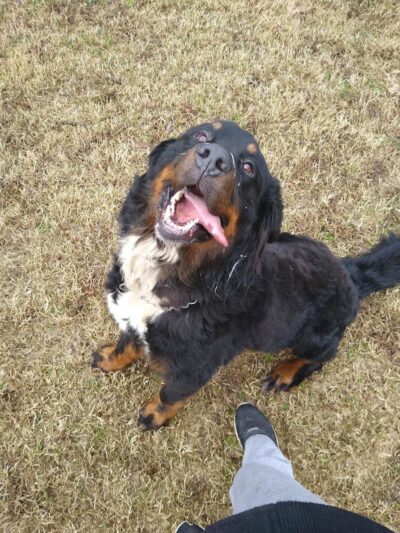 Highland Dog Park (Members Only) - Jeffersonville, IN