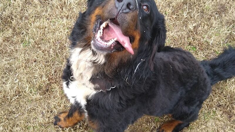 Highland Dog Park (Members Only) - Jeffersonville, IN