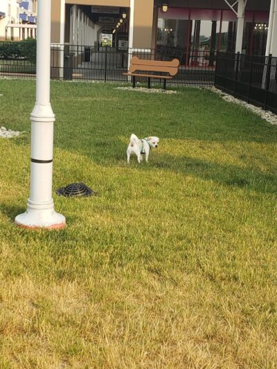 Destination Dog Park - Jeffersonville, OH