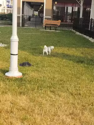 Destination Dog Park - Jeffersonville, OH