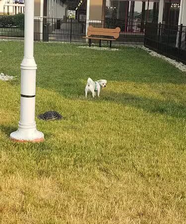 Destination Dog Park - Jeffersonville, OH