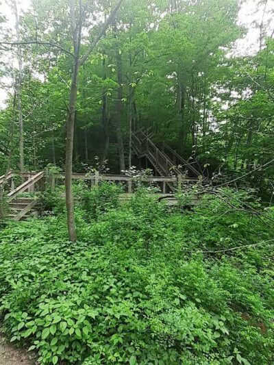 Grand Ravines Dog Park - Jenison, MI