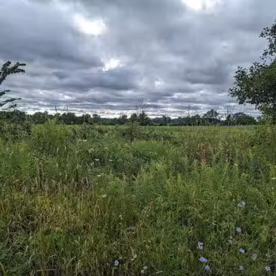 Grand Ravines Dog Park - Jenison, MI