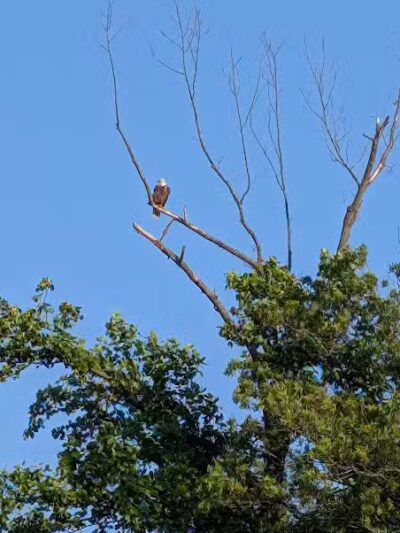 Grand Ravines Dog Park - Jenison, MI