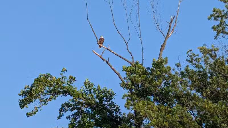 Grand Ravines Dog Park - Jenison, MI