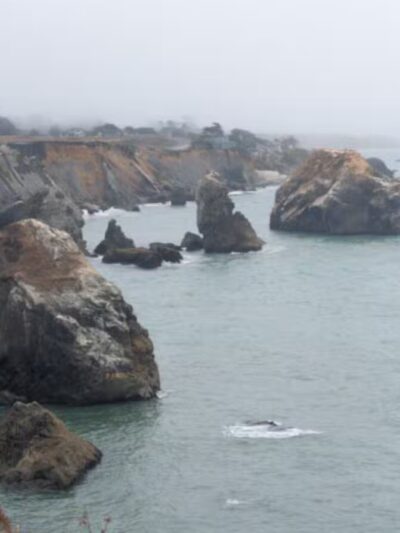 Goat Rock State Beach - Sonoma Coast State Park - Jenner, CA