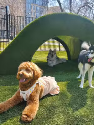 Urban Pups - Jersey City, NJ