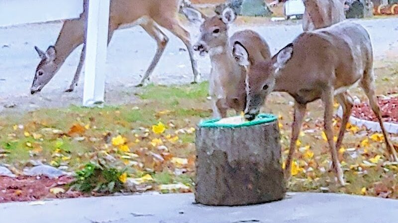 Countryside Campground - Jewett City, CT