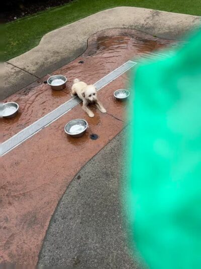 Newtown Dream Dog Park - Johns Creek, GA