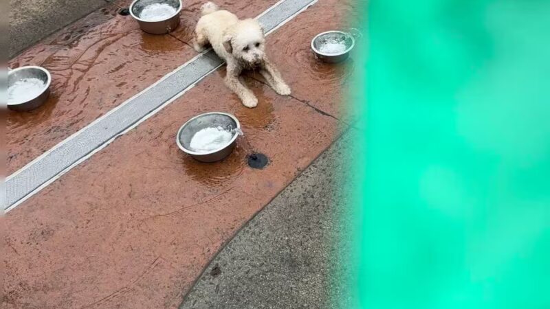 Newtown Dream Dog Park - Johns Creek, GA