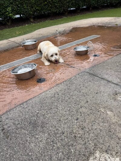 Newtown Dream Dog Park - Johns Creek, GA