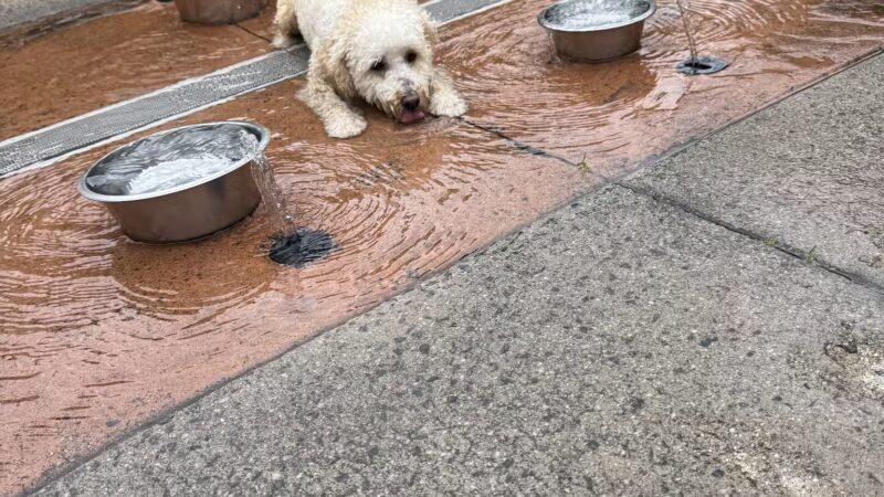 Newtown Dream Dog Park - Johns Creek, GA