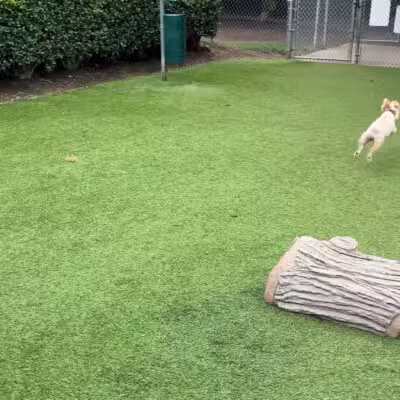 Newtown Dream Dog Park - Johns Creek, GA