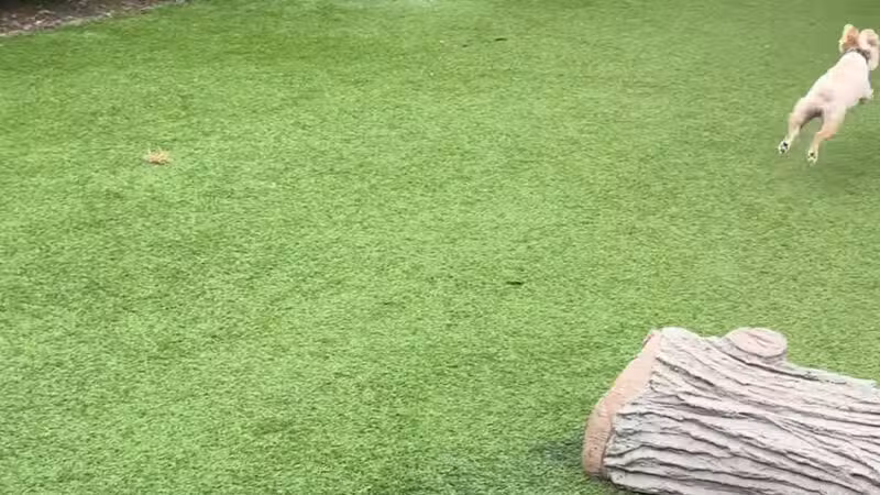 Newtown Dream Dog Park - Johns Creek, GA