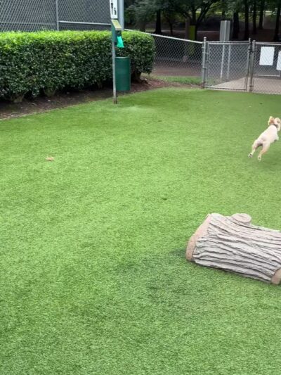 Newtown Dream Dog Park - Johns Creek, GA