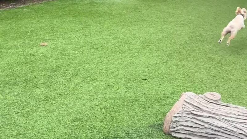 Newtown Dream Dog Park - Johns Creek, GA