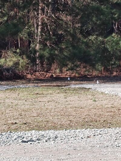 Leach Homestead campground - Johnston, SC