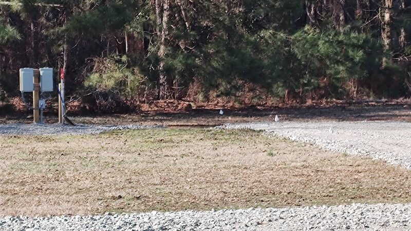 Leach Homestead campground - Johnston, SC